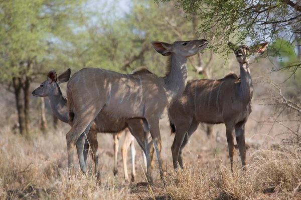 Antilopen Tegen Impala Rooibokken Aepyceros Melampus Afrika — Stockfoto