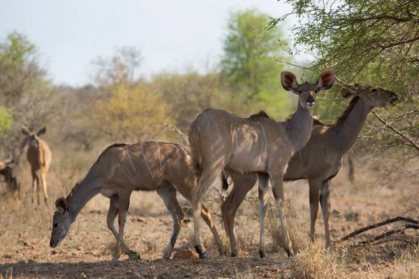 Antilopen Tegen Impala Rooibokken Aepyceros Melampus Afrika — Stockfoto