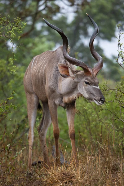 Impala Rooibok Aepyceros Melampus África — Fotografia de Stock