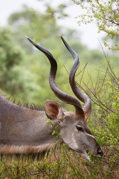 Impala Rooibok Aepyceros Melampus Afrika — Stockfoto