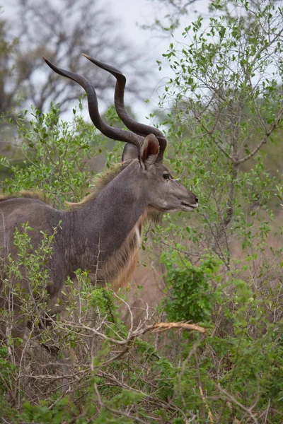 Impala Rooibok Aepyceros Melampus Africa — Stok fotoğraf