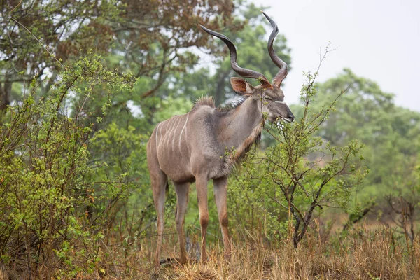 Impala Rooibok Aepyceros Melampus Africa — Stock Fotó