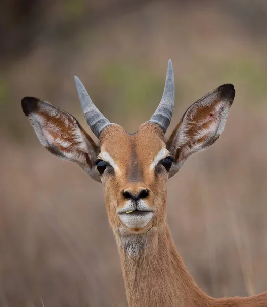 Portrait Impala Antelope Savannah — Stock fotografie