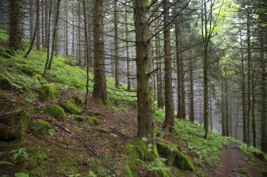 Dağlarda ağaçlarla kaplı güzel bir orman.