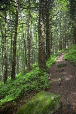 Dağlarda ağaçlarla kaplı güzel bir orman.