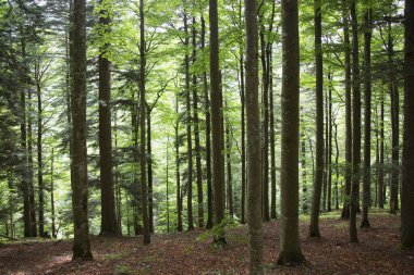 Dağlardaki güzel yeşil orman