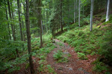 Dağlardaki güzel yeşil orman