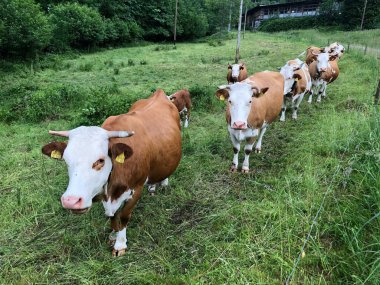 yeşil alanında otlayan inekler