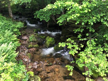 dağ orman içinde güzel şelale 