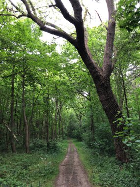 Güzel ormandaki patika