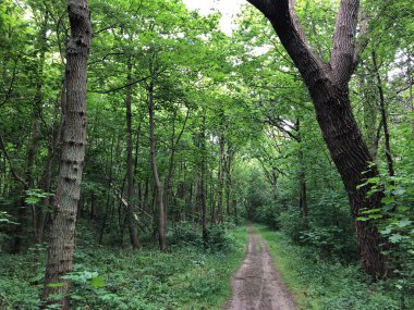 Güzel ormandaki patika