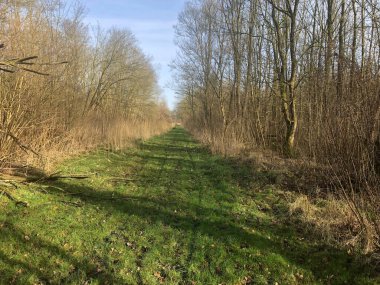 Sonbahar günündeki güzel orman.