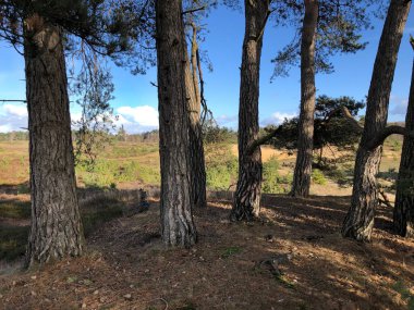 Güneşli bir günde doğanın güzel manzarası