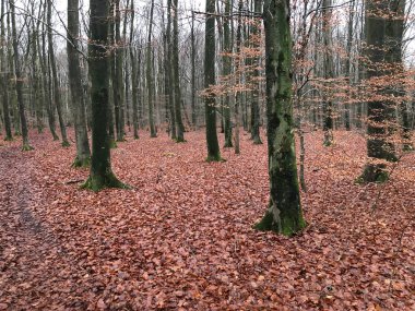 Sonbahar günündeki güzel orman.