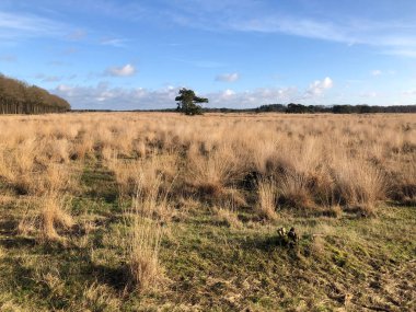 Güneşli bir günde bozkırın güzel manzarası