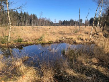 Güneşli bir günde bataklıkla güzel bir manzara