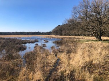 Güneşli bir günde bataklıkla güzel bir manzara