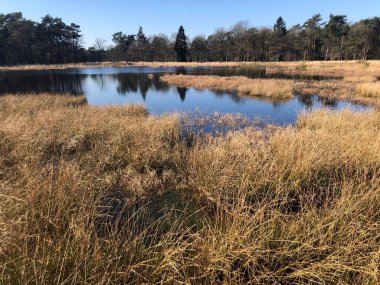 Güneşli bir günde göl veya nehirle güzel bir manzara.