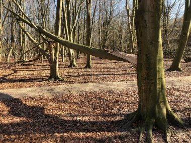 Güneşli bir gün sonbahar ormanda
