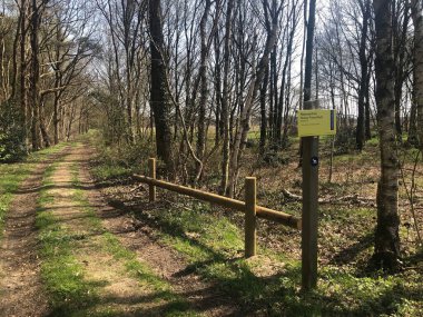 Güneşli sonbahar ormanlarında yol