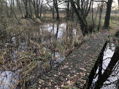 Ahşap sonbahar Orman yolundaki