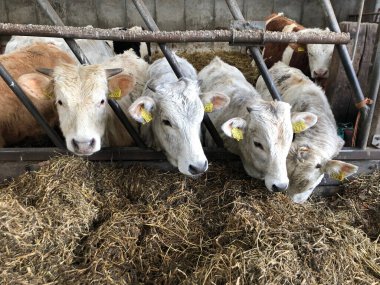 Çiftlikte saman yiyen inekler