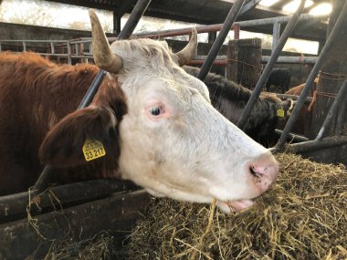 Çiftlikte saman yiyen inekler