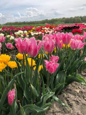 Hollanda 'da çok güzel renkli laleler var.