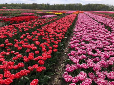 Hollanda 'da çok güzel renkli laleler var.