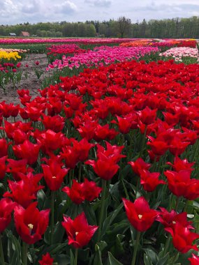 Hollanda 'da çok güzel renkli laleler var.