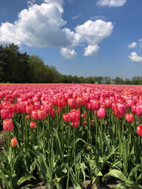 Hollanda 'da çok güzel pembe laleler var. 