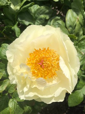 güzel Sarı Gül yakın çekim