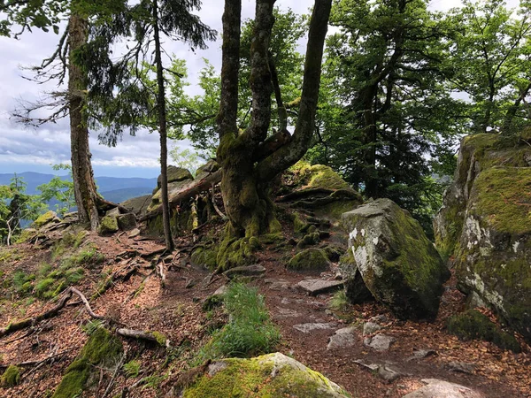 Dağlardaki Ormanın Güzel Manzarası — Stok fotoğraf