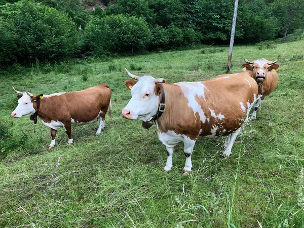 Vacas Pastando Campo Verde —  Fotos de Stock
