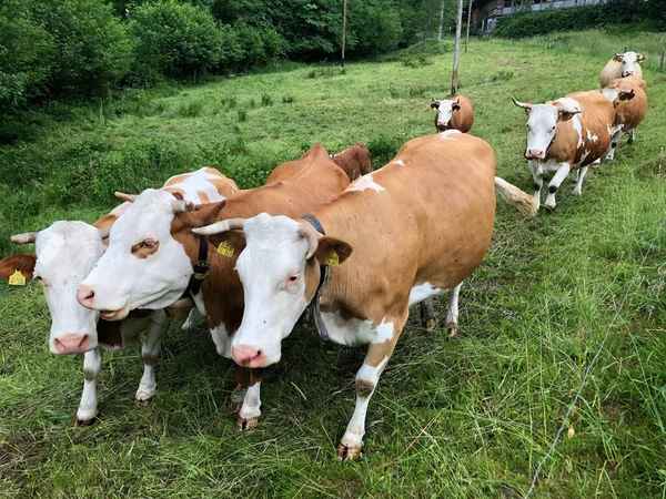 Vacas Pastando Campo Verde — Foto de Stock