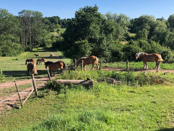 Herd Van Paarden Grazen Weide Het Platteland — Stockfoto