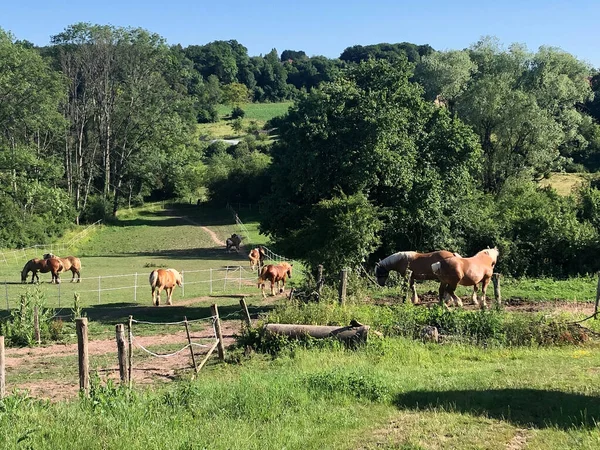 Herd Van Paarden Grazen Weide Het Platteland — Stockfoto