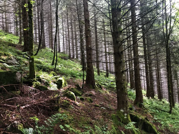 Krásný Výhled Zelený Les Horách — Stock fotografie