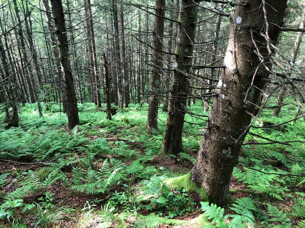 Schöne Aussicht Auf Grünen Wald Den Bergen — Stockfoto