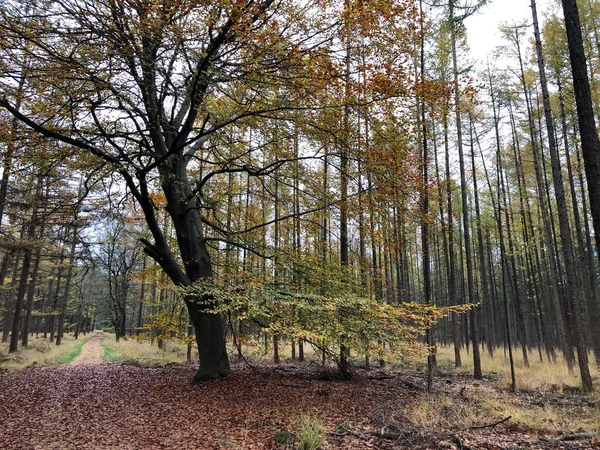 秋の日の美しい森 — ストック写真