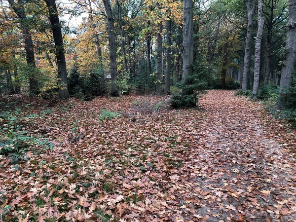 秋天美丽的森林 — 图库照片