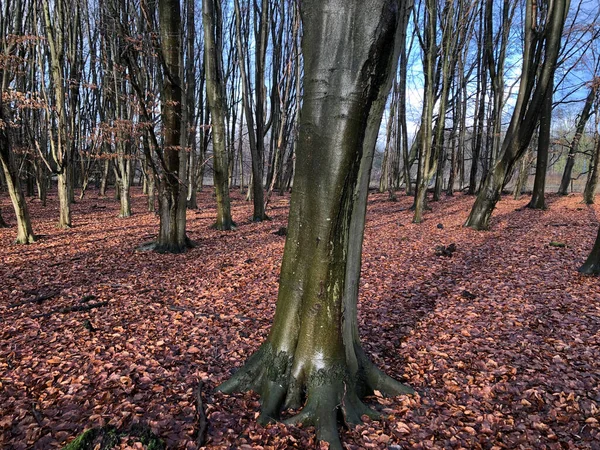 Schöner Wald Herbsttag — Stockfoto