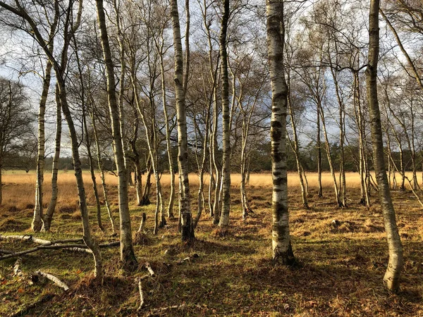 Landschap Van Herfstbos Met Bomen — Stockfoto