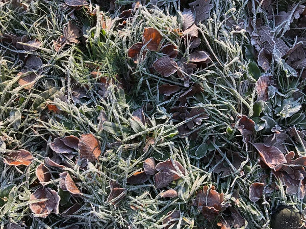 Kuru Çimenler Düşmüş Yapraklar Karda — Stok fotoğraf