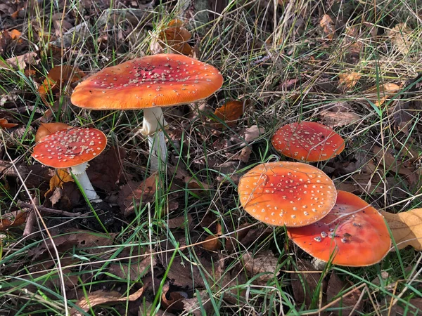 Pilze Wachsen Herbstwald — Stockfoto