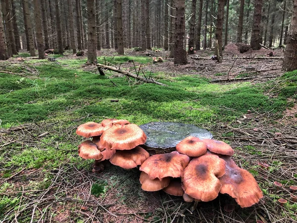 Pilze Wachsen Herbstwald — Stockfoto