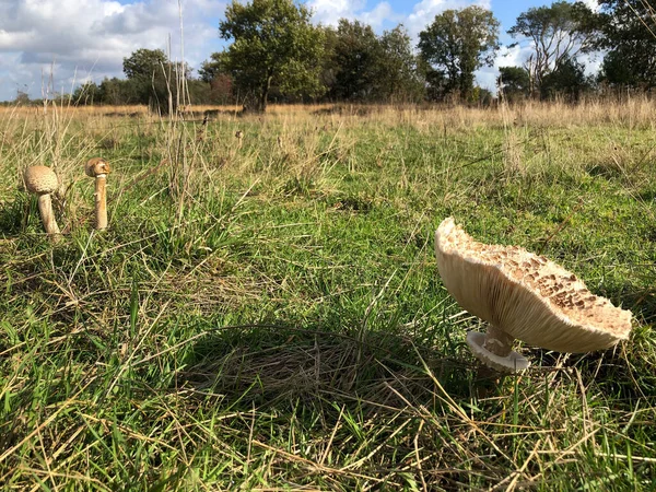 Pilze Wachsen Auf Sonniger Wiese — Stockfoto
