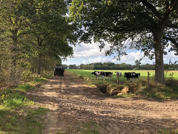 Αγελάδες Που Βόσκουν Ολλανδικούς Βοσκότοπους — Φωτογραφία Αρχείου