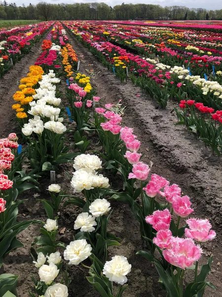 stock image Field of beautiful colorful tulips in Netherlands