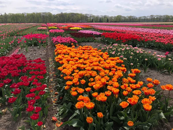 Pole Pięknych Kolorowych Tulipanów Holandii — Zdjęcie stockowe